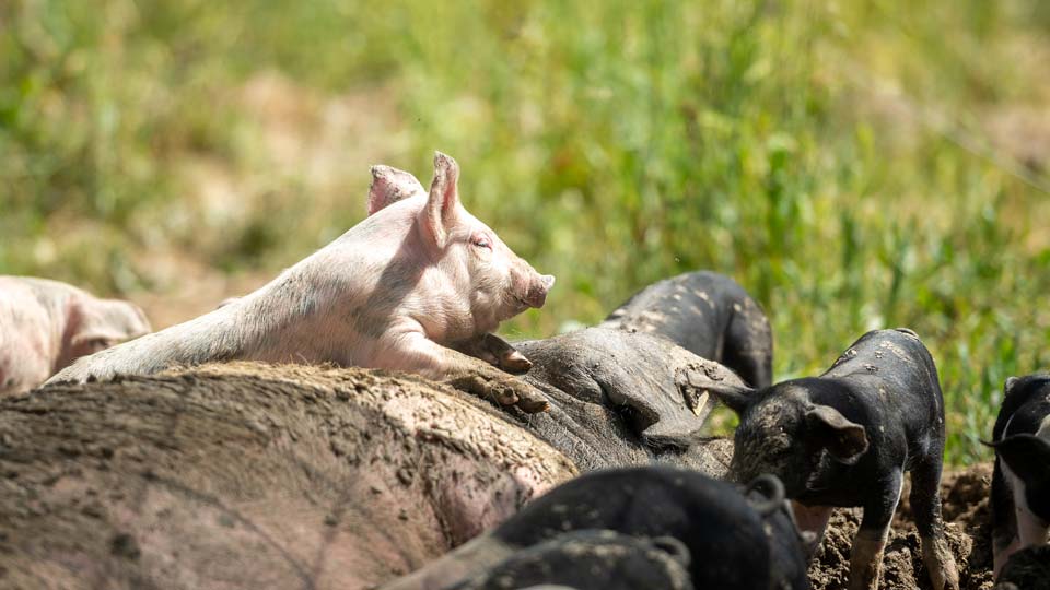 Von Anfang an ein schönes Leben - unsere Weideschweine